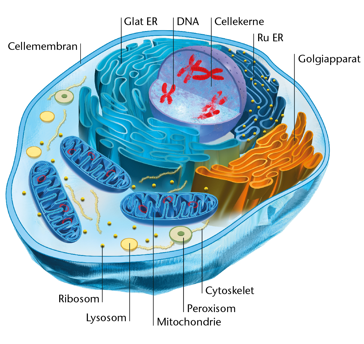 Lysosom Tegning 118 Lysosome Stock Photos High Res Pictures And